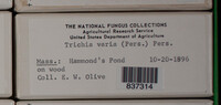 Image Associated With the Occurence